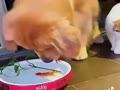 金魚を助ける犬